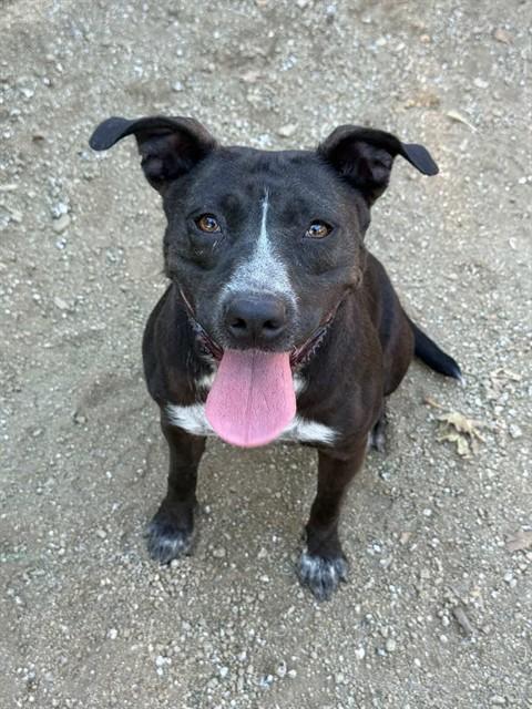 MAVIS, Adoptable, Adult Female Pit Bull Terrier & Mixed Breed.