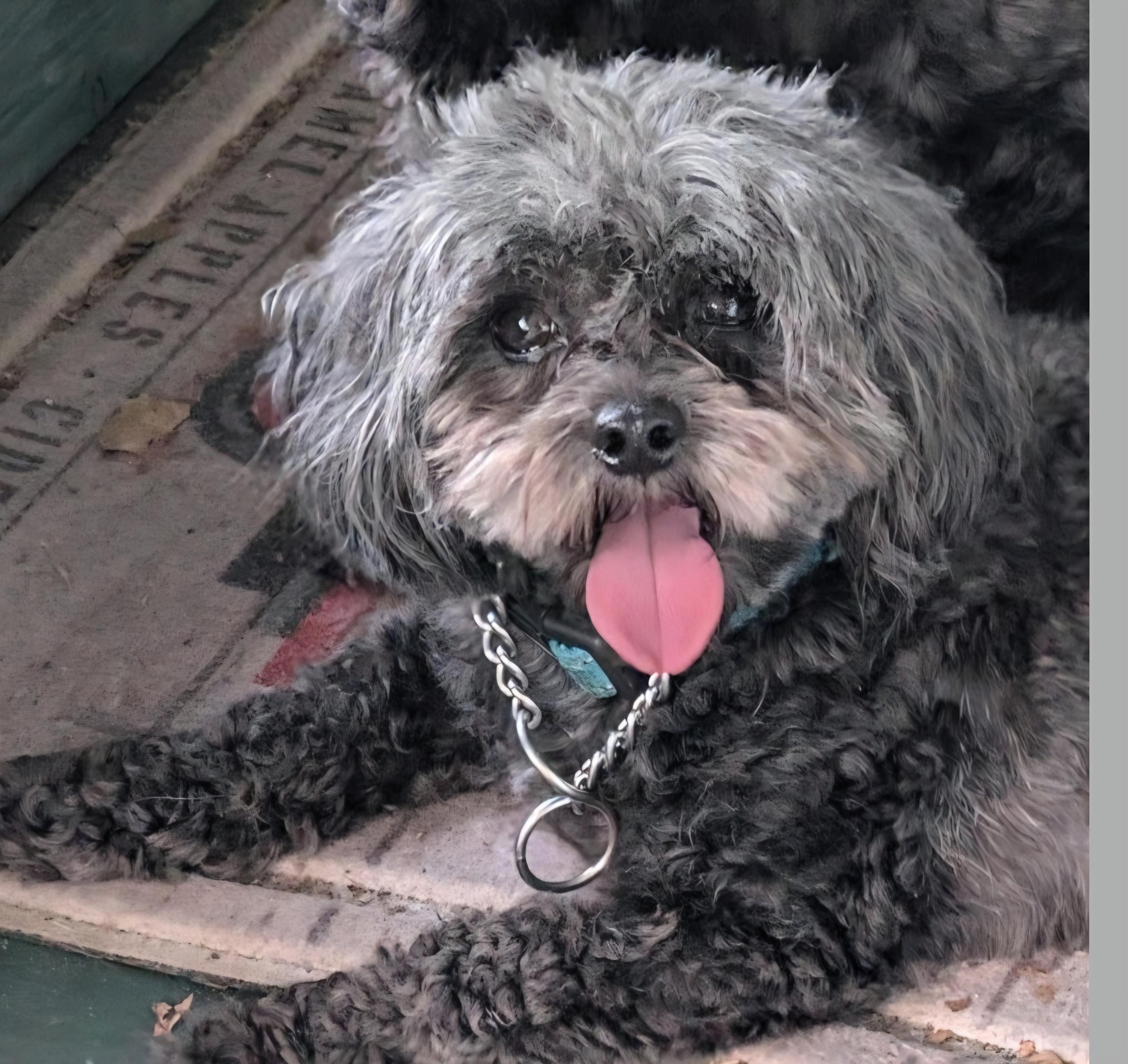 Enlarge Duke, a ADOPTABLE mixed breed in Gainesville, FL image 1/1