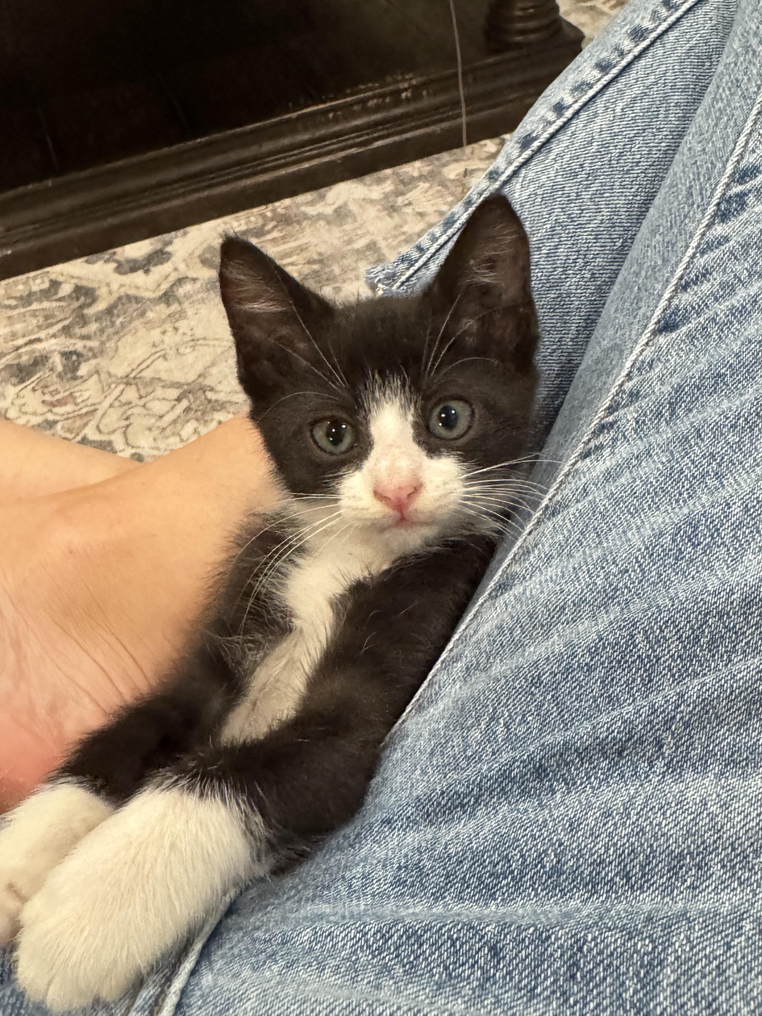 Enlarge Delilah, an adopted mixed breed in Cypress, TX image 5/6