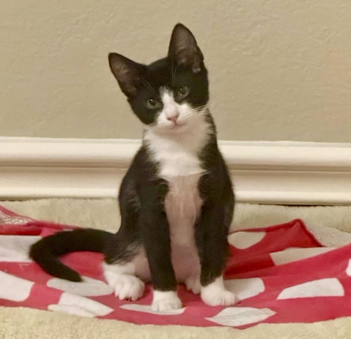 Enlarge Delilah, an adopted mixed breed in Cypress, TX image 2/6