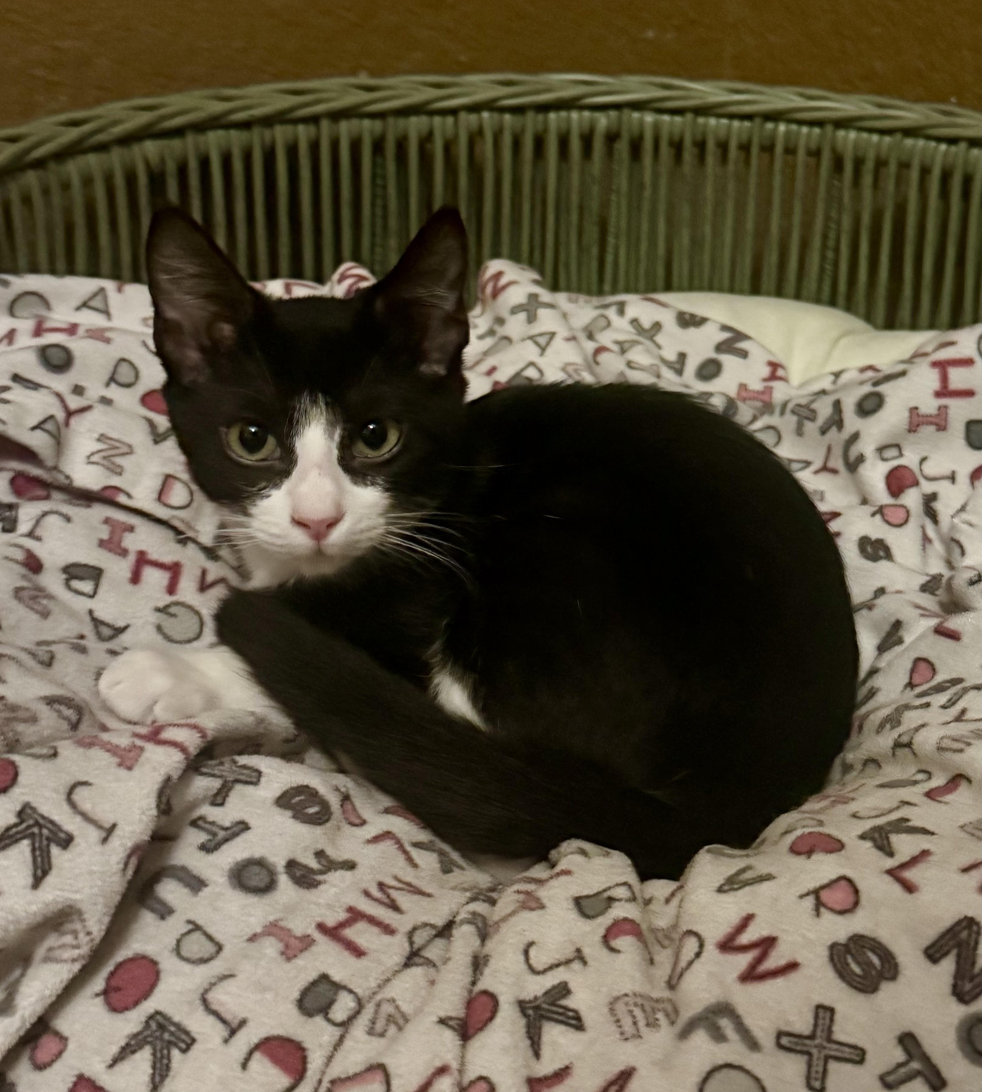 Enlarge Delilah, an adopted mixed breed in Cypress, TX image 1/6