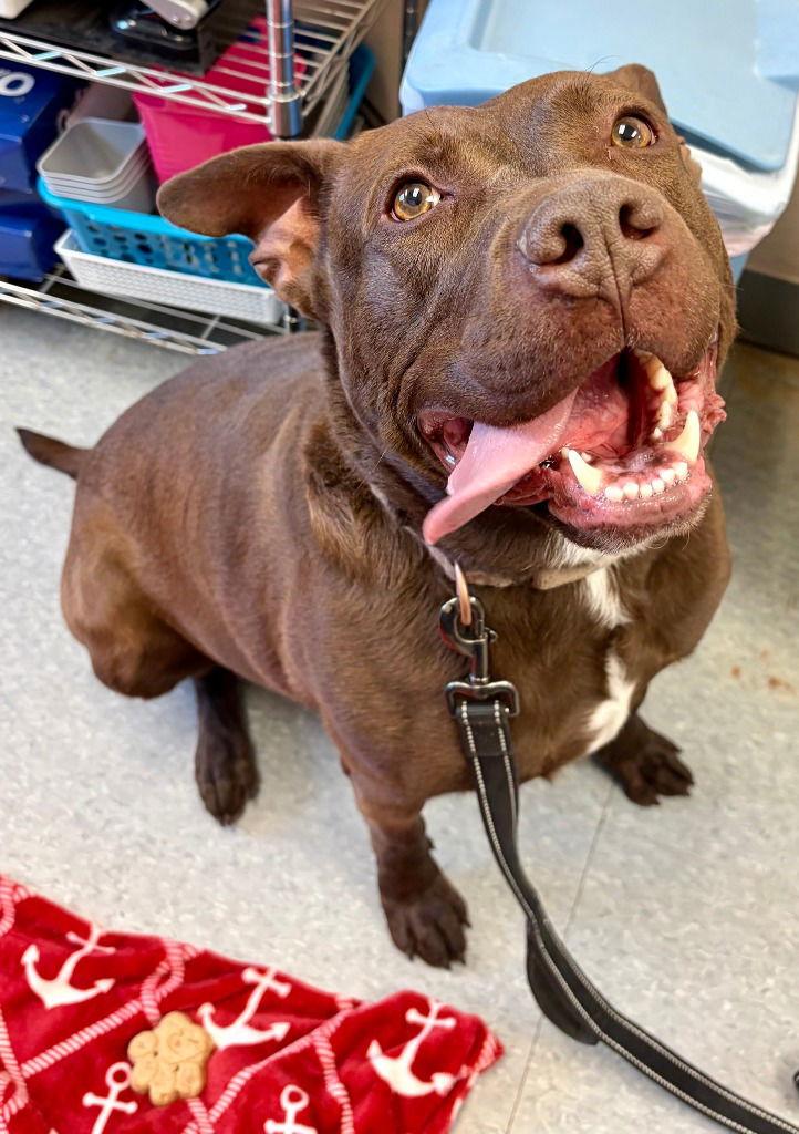 Ripley, Adoptable, Adult Male Chocolate Labrador Retriever & Terrier.