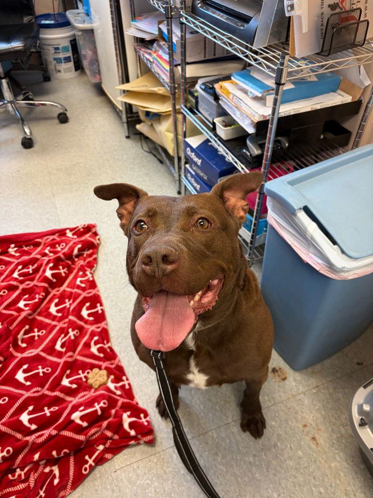 Enlarge Ripley, a Adoptable mixed breed in Sayreville, NJ image 2/3