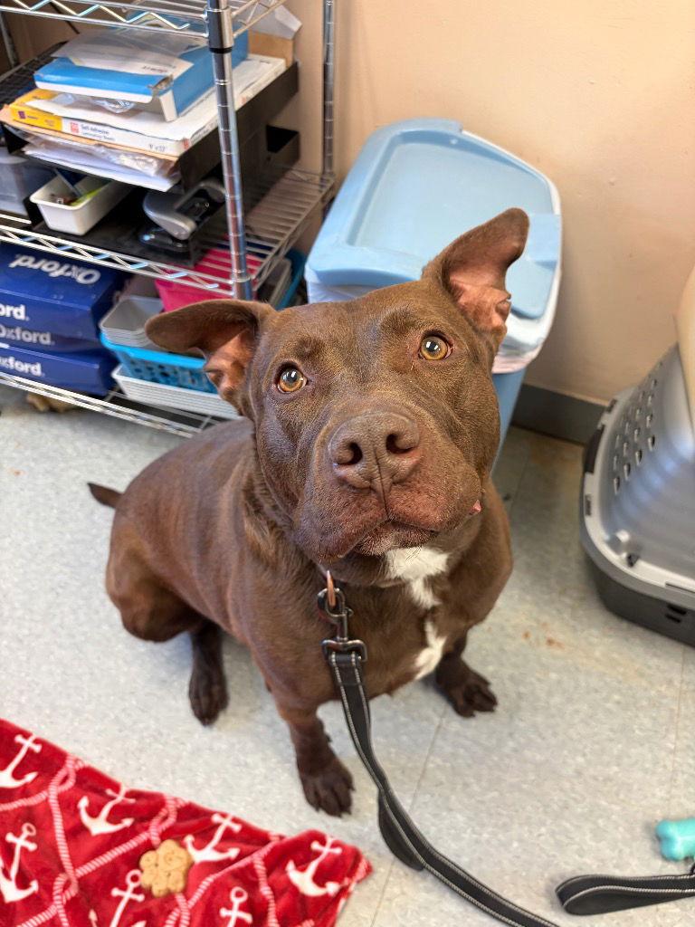 Enlarge Ripley, a Adoptable mixed breed in Sayreville, NJ image 3/3