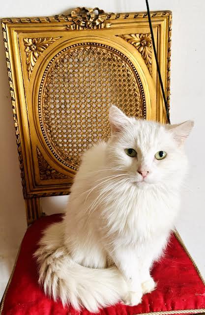 Anastasia, Adoptable, Senior Female Domestic Long Hair.