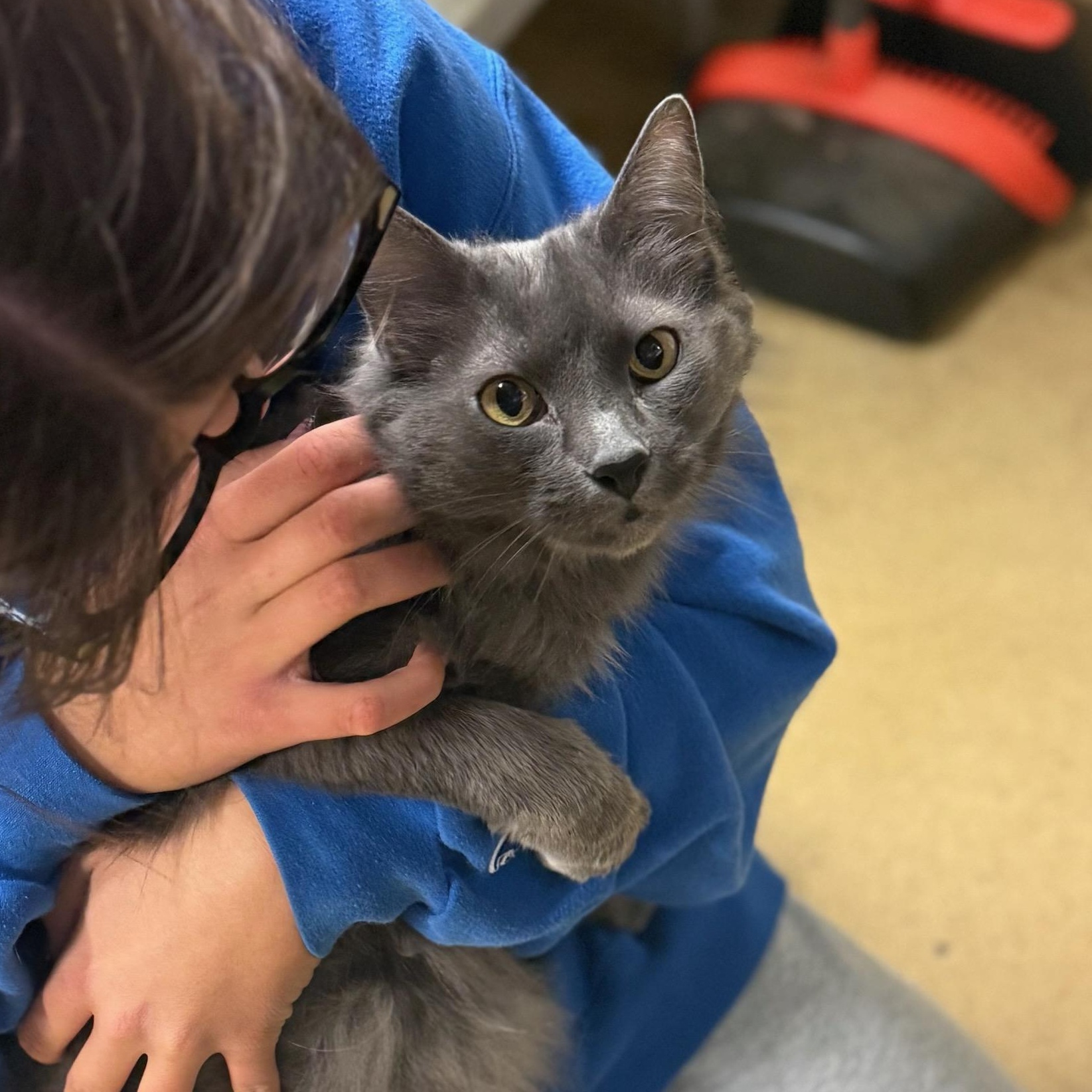 Enlarge Meredith, an adopted Domestic Medium Hair in Wayne, NJ image 1/3