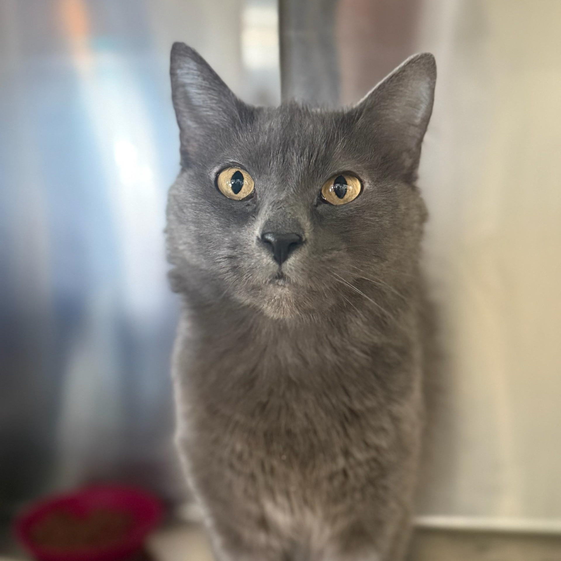 Meredith, ADOPTABLE, Senior Female Domestic Medium Hair.