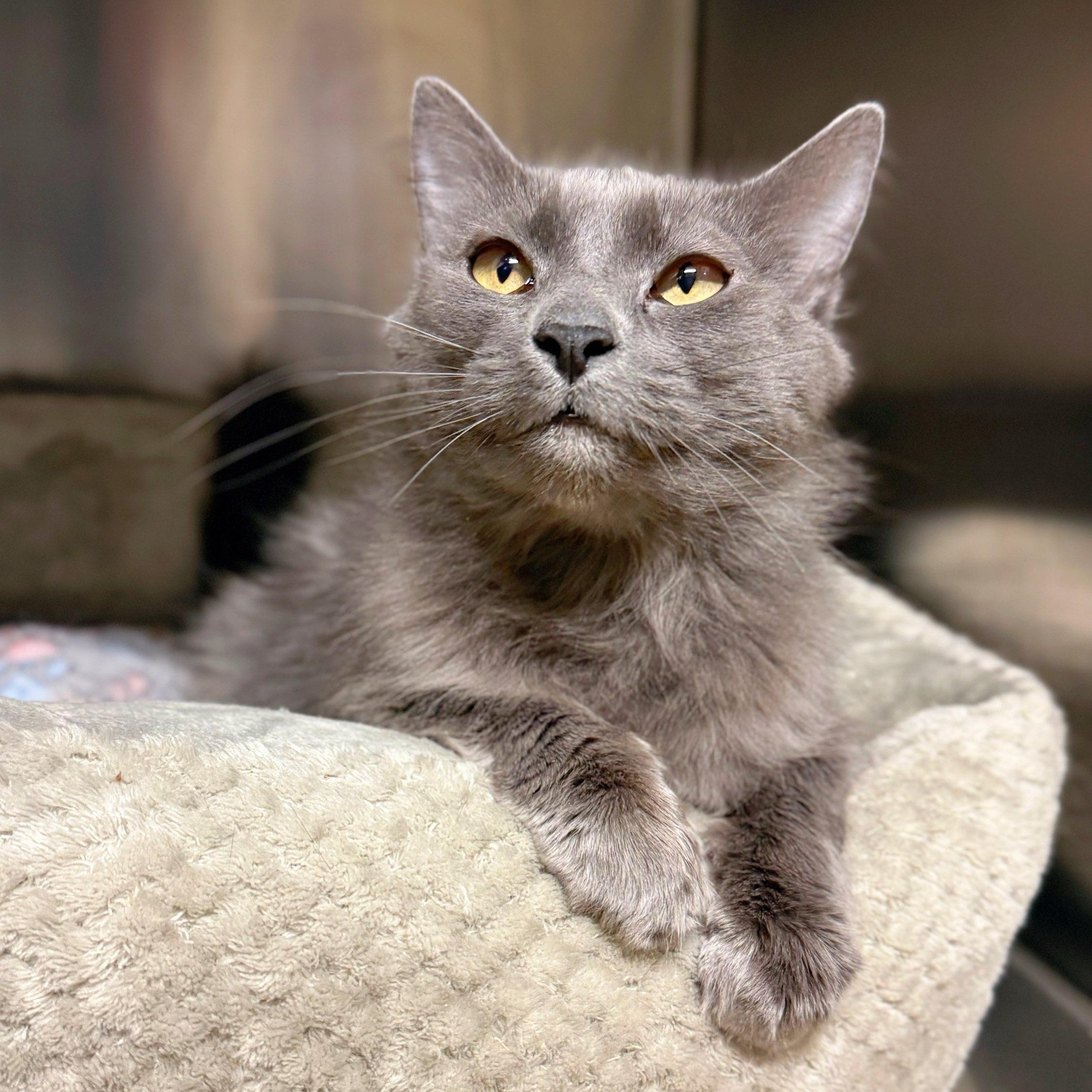 Enlarge Meredith, an adopted Domestic Medium Hair in Wayne, NJ image 2/3