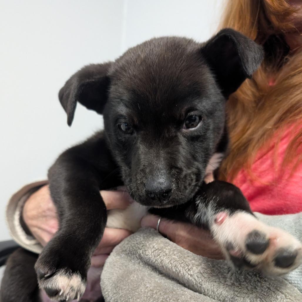 Reggie/Shooting Star, Adoptable, Young Male Retriever & Mixed Breed.