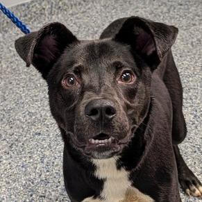 Enlarge Reggie/Shooting Star, a Adoptable mixed breed in Greenville, SC image 2/2