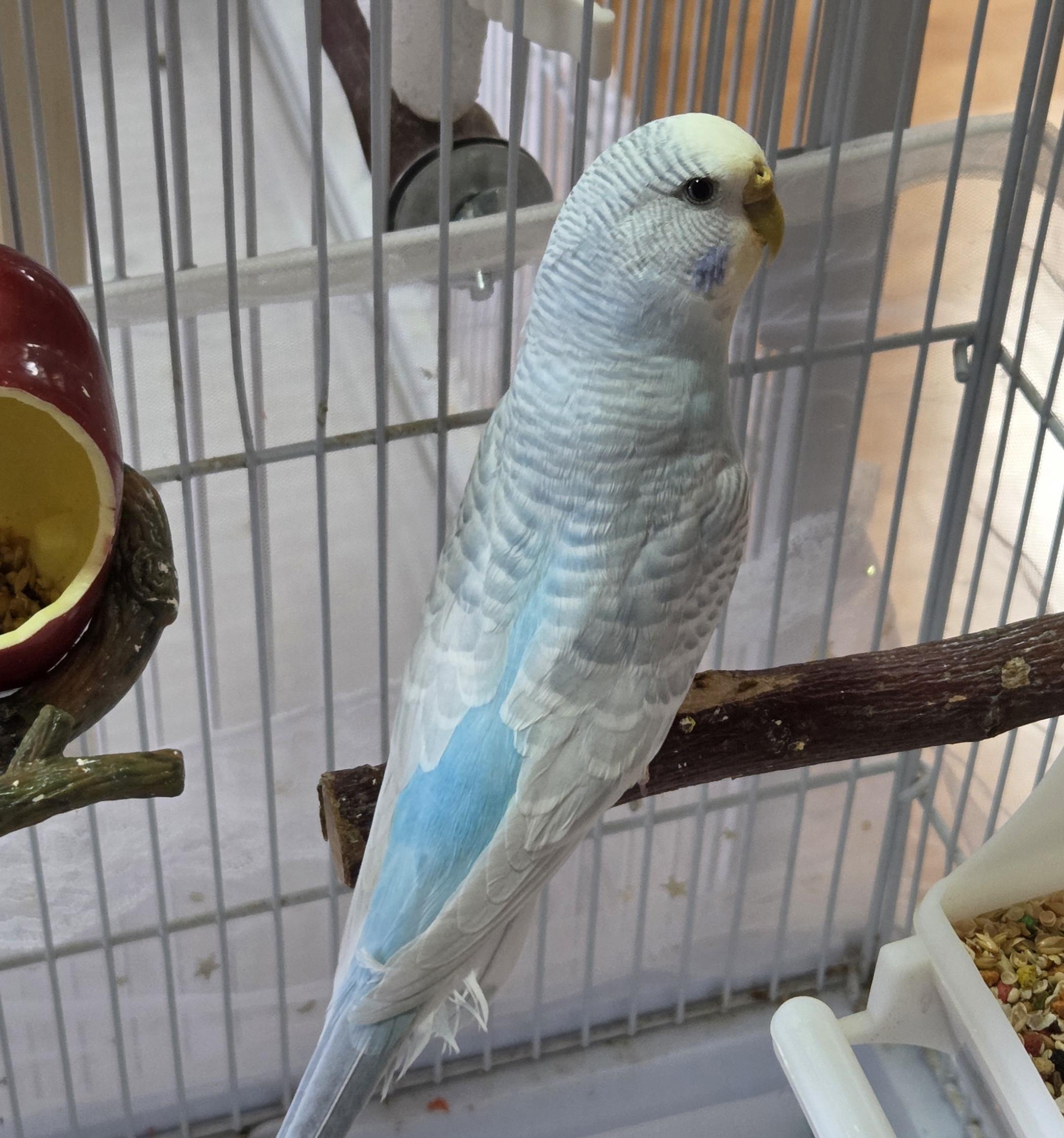 Snowflake and Tweety (Eagle River), Adoptable, Adult Unknown Budgie / Budgerigar.