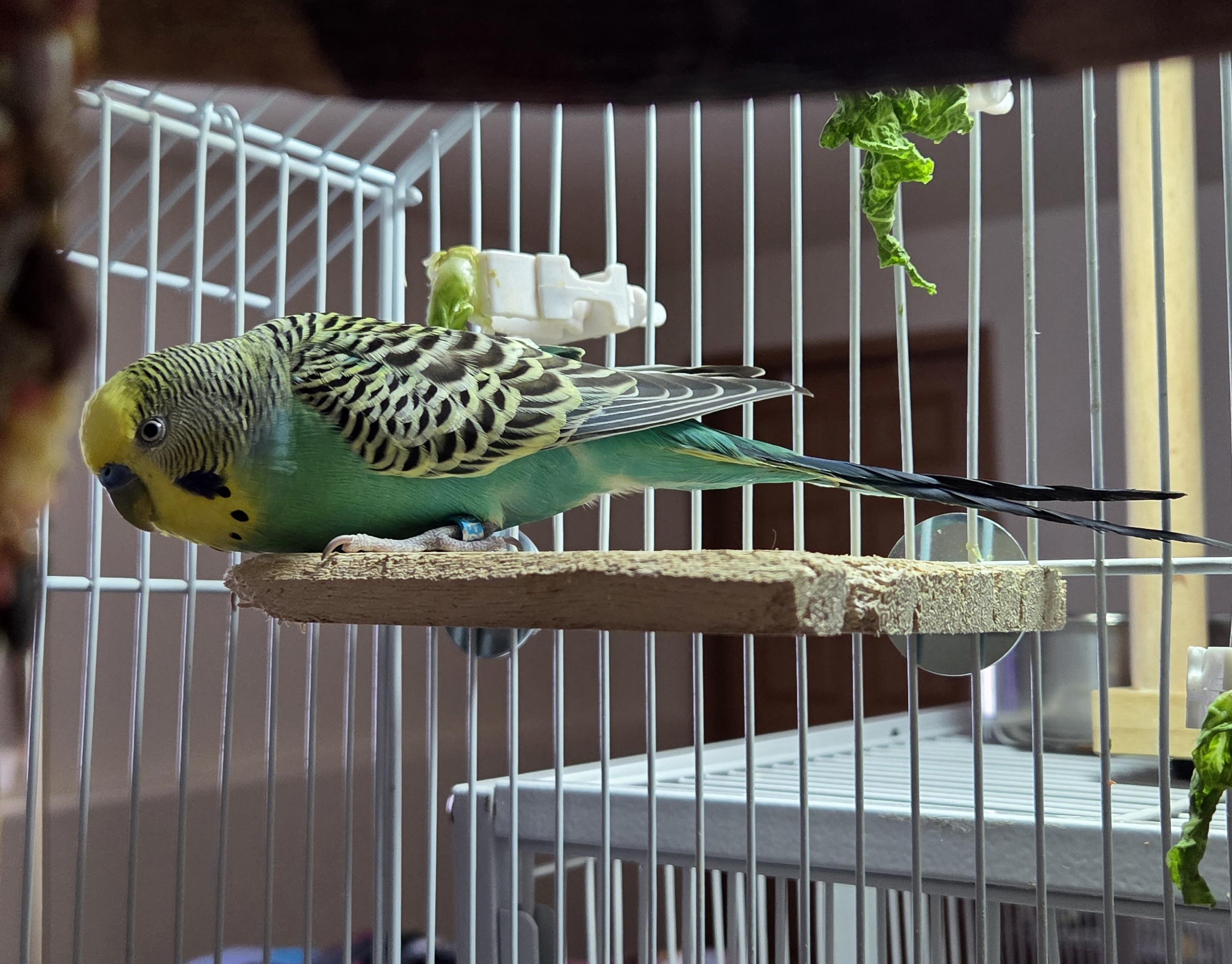 Enlarge Snowflake and Tweety (Eagle River), a Adoptable Budgie / Budgerigar in Anchorage, AK image 2/2