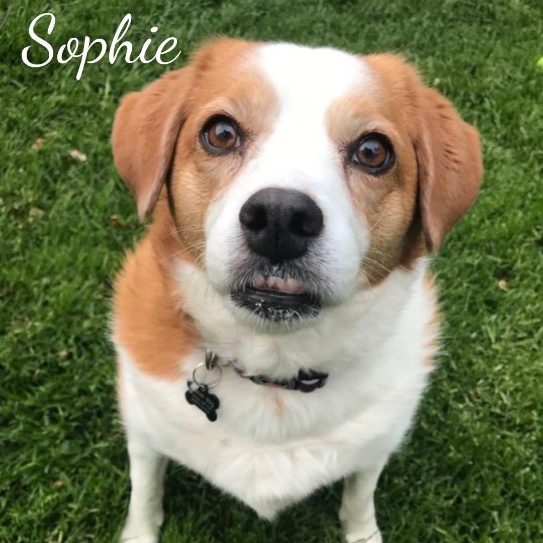 Enlarge Sophie (bonded with Scout), a Adoptable Beagle in Janesville, WI image 1/1