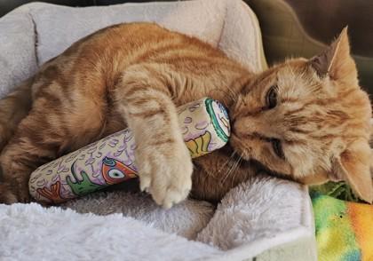 Romeo, Adoptable, Senior Male Domestic Short Hair & Domestic Short Hair.