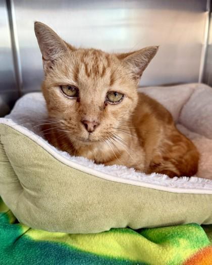 Enlarge Romeo, a Adoptable mixed breed in Saint Petersburg, FL image 2/3