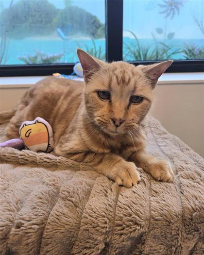 Enlarge Romeo, a Adoptable mixed breed in Saint Petersburg, FL image 3/3