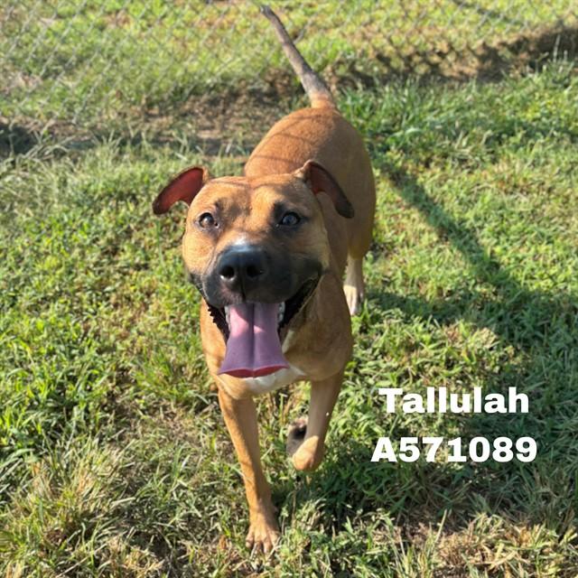 TALLULAH, Adoptable, Adult Female Pit Bull Terrier.