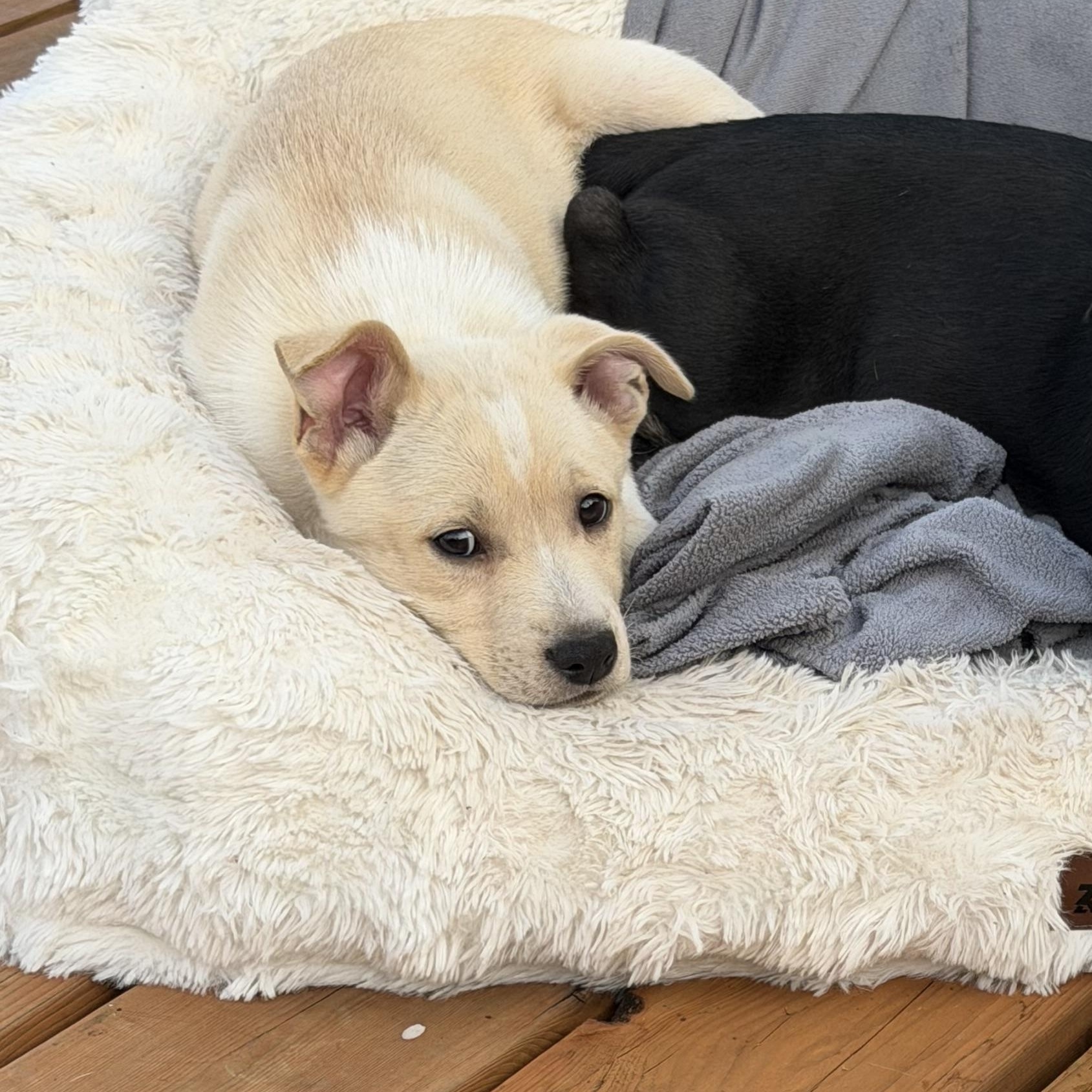 Wombat, Adoptable, Puppy Male Pit Bull Terrier & Husky.