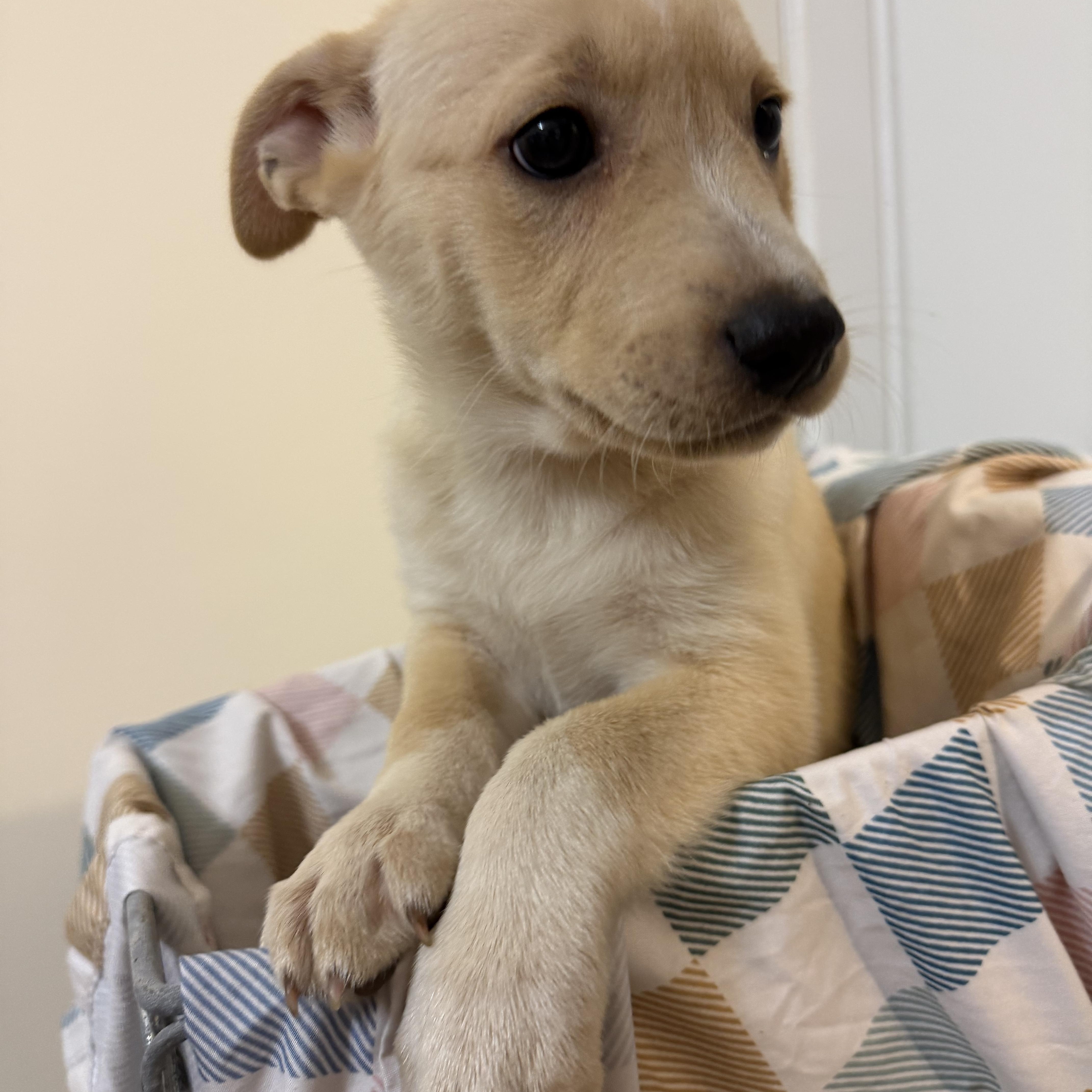 Enlarge Wombat, a Adoptable mixed breed in Eugene, OR image 6/6