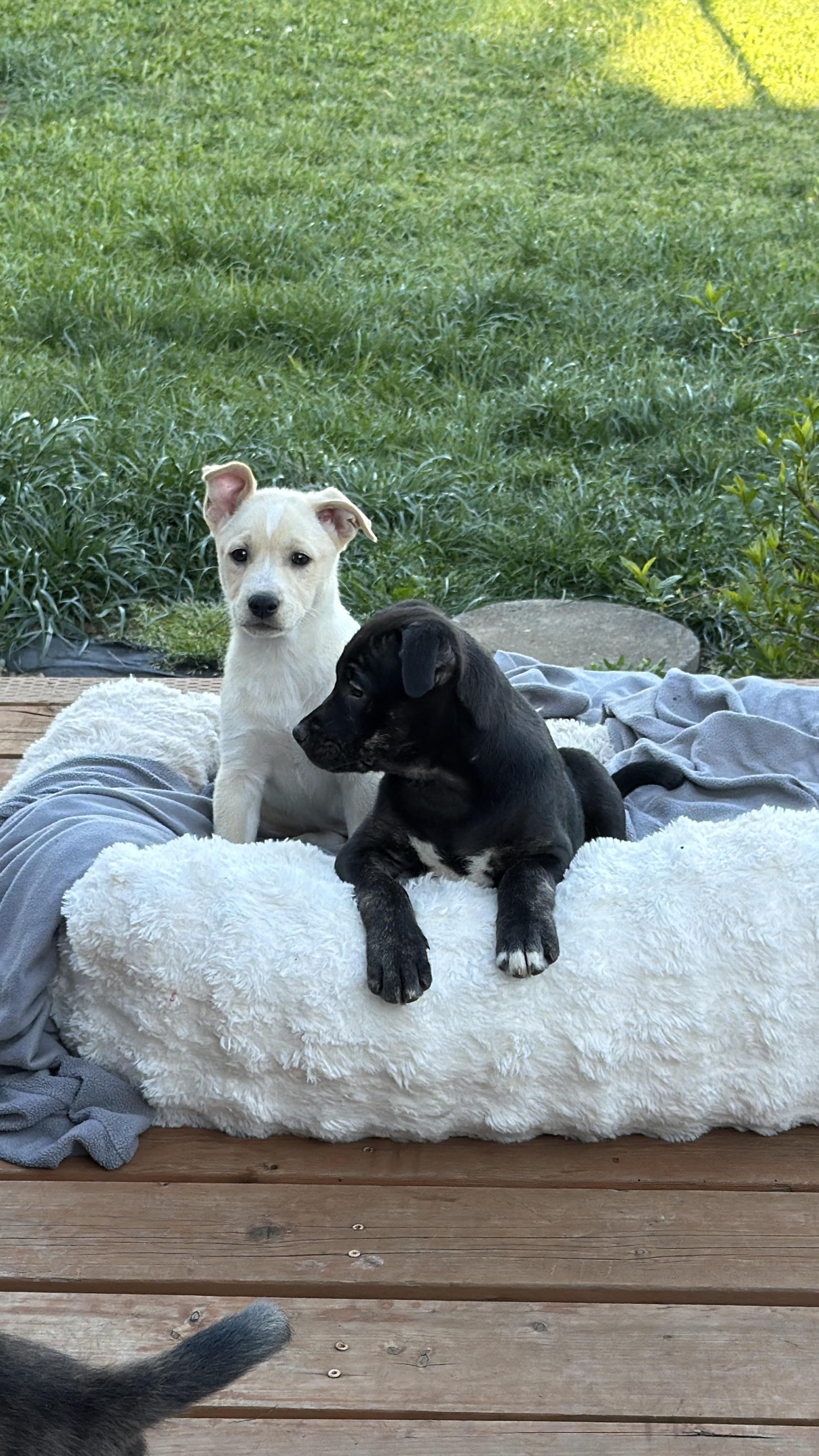 Enlarge Wombat, a Adoptable mixed breed in Eugene, OR image 5/6