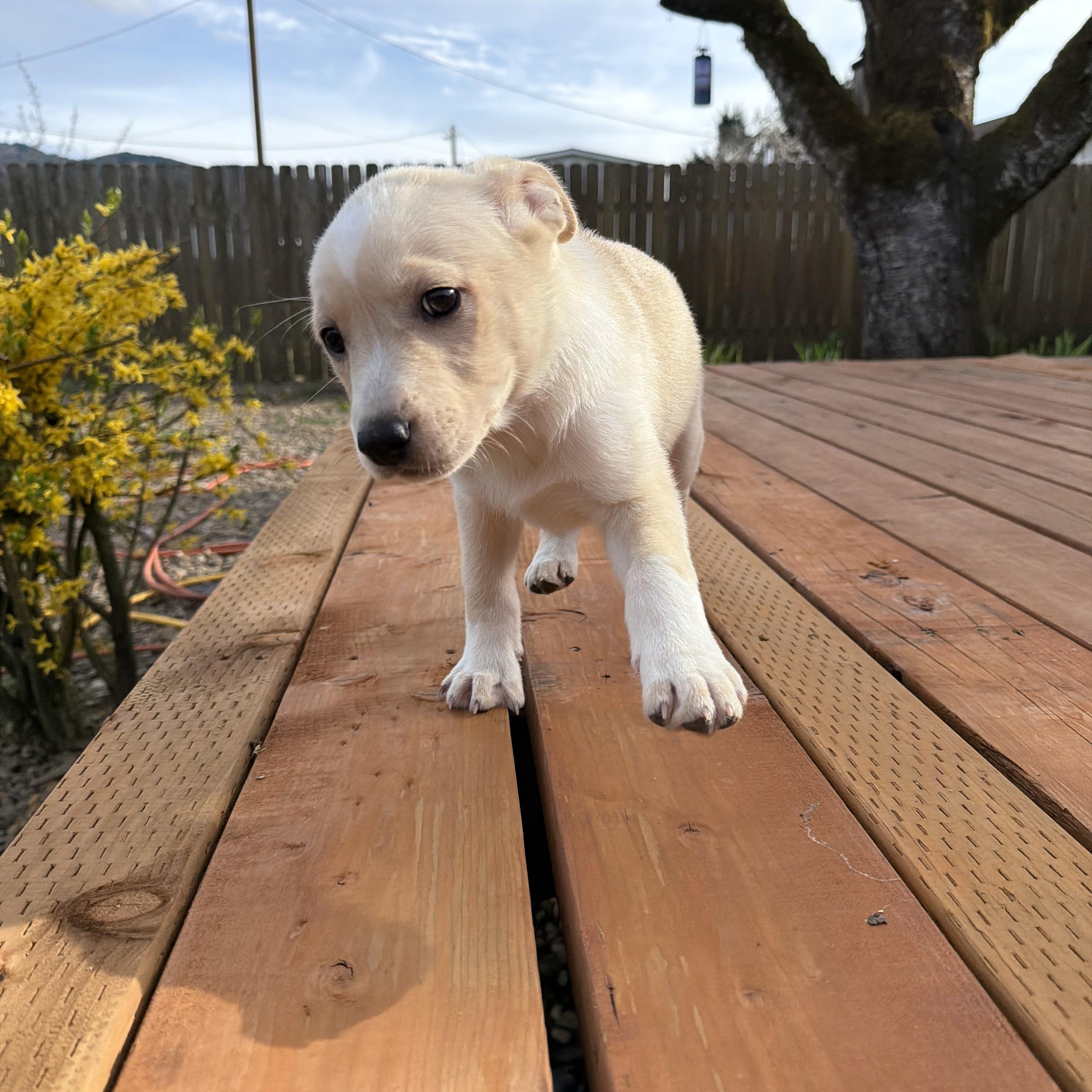 Enlarge Wombat, a Adoptable mixed breed in Eugene, OR image 4/5