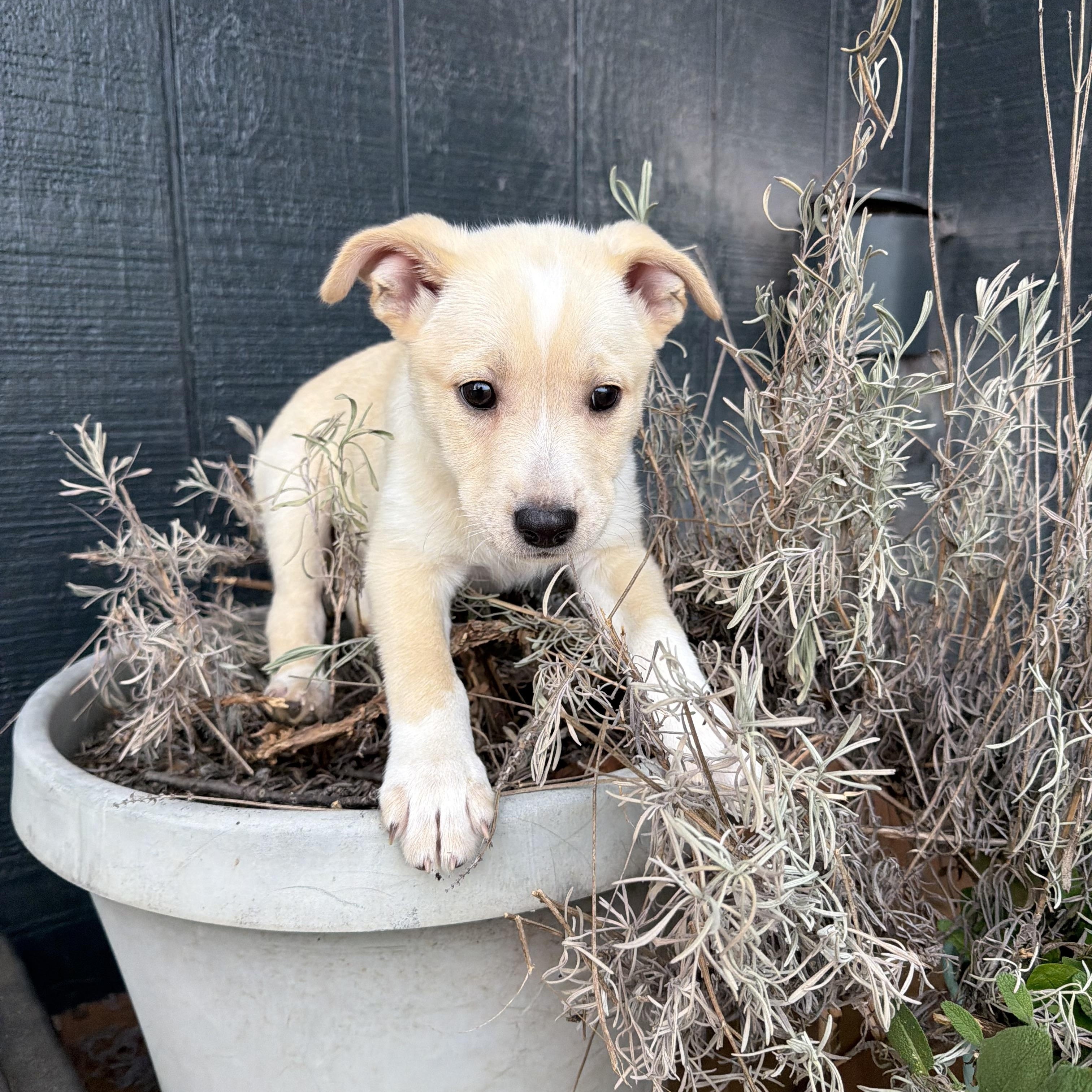 Enlarge Wombat, a Adoptable mixed breed in Eugene, OR image 1/5