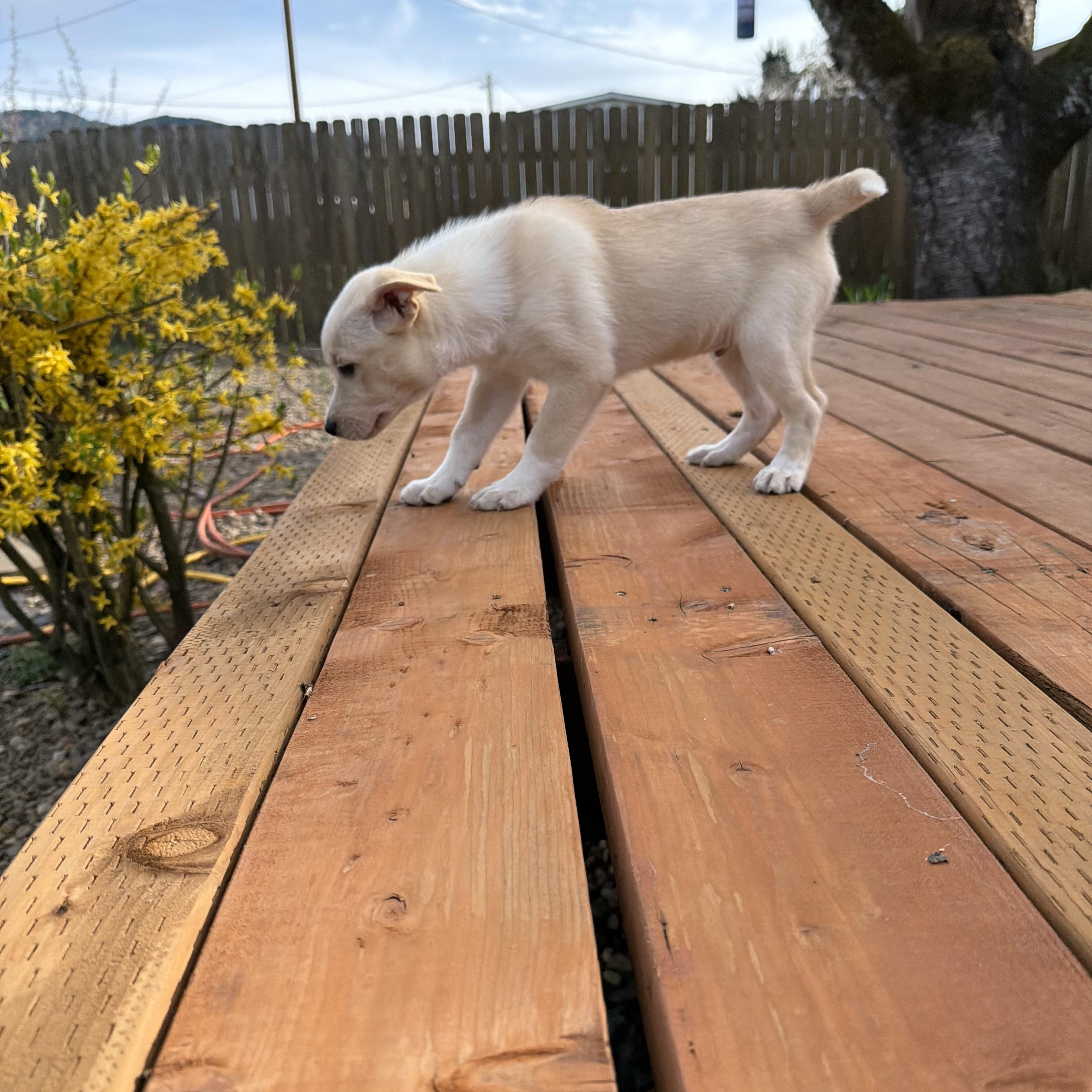 Enlarge Wombat, a Adoptable mixed breed in Eugene, OR image 5/5
