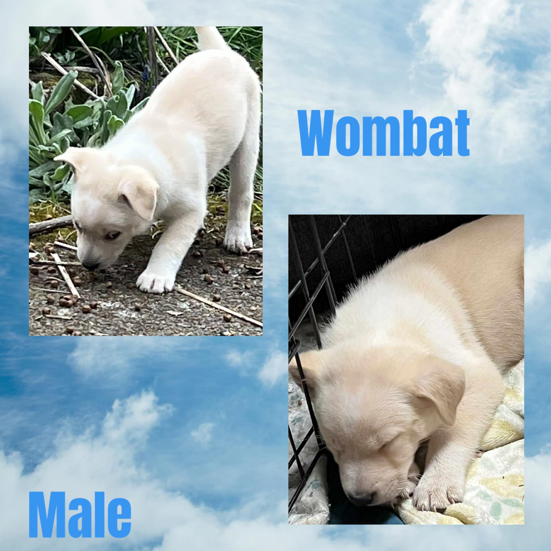 Enlarge Wombat, a Adoptable mixed breed in Eugene, OR image 2/5