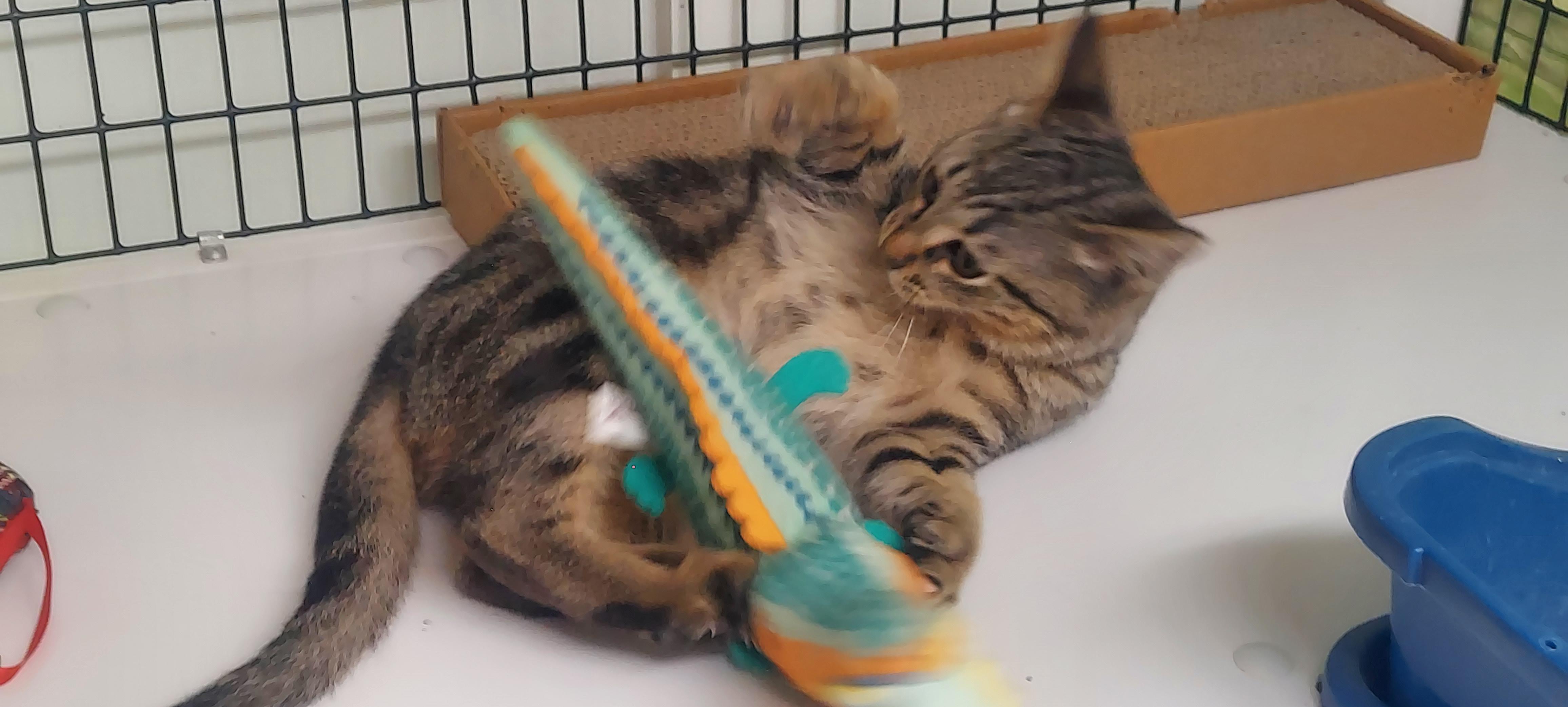 Enlarge Harvey, an adopted mixed breed in Hermosa Beach, CA image 4/6