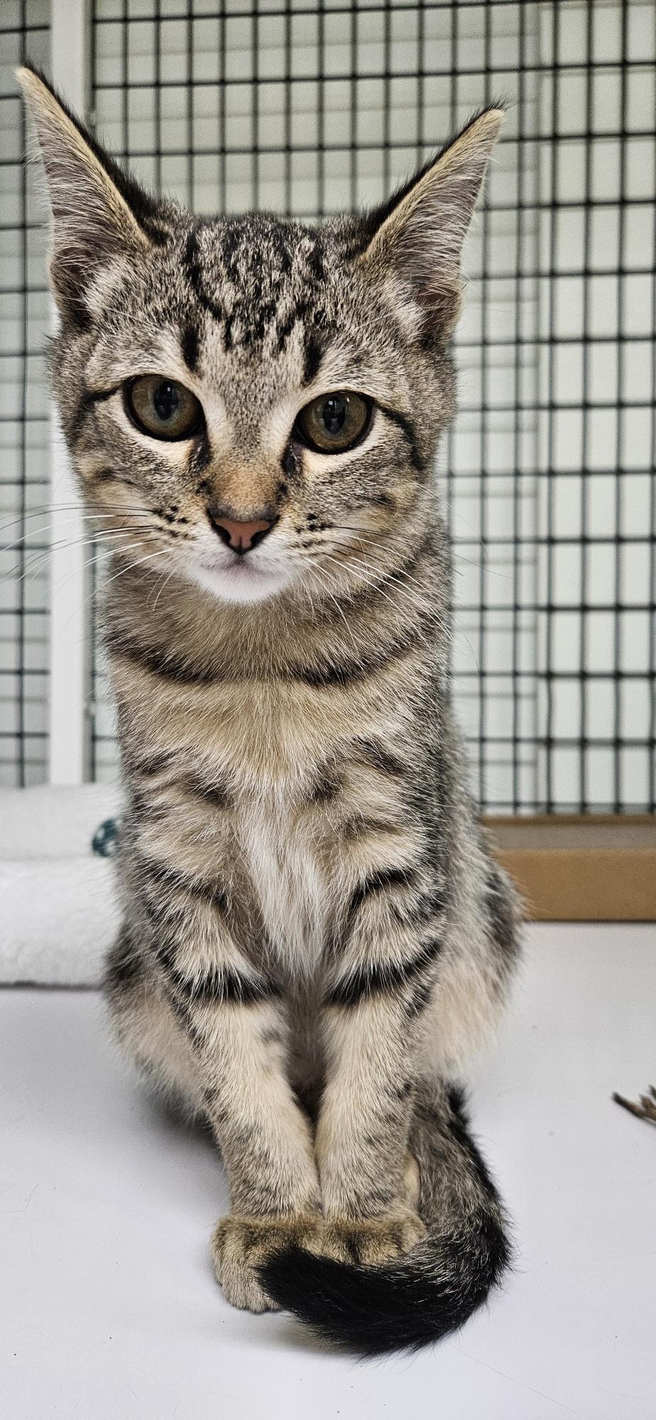 Enlarge Harvey, an adopted mixed breed in Hermosa Beach, CA image 2/6