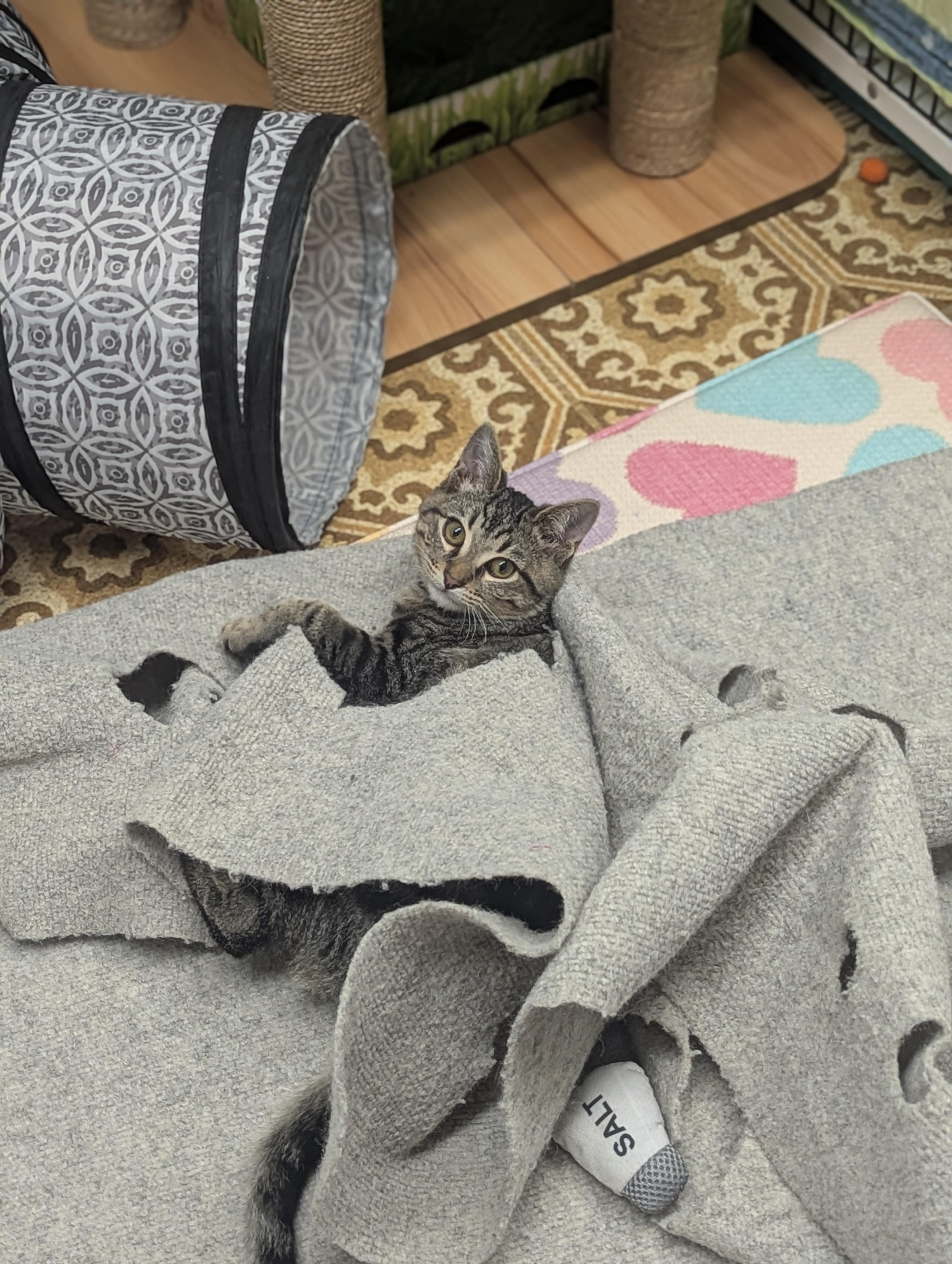 Enlarge Harvey, an adopted mixed breed in Hermosa Beach, CA image 5/6