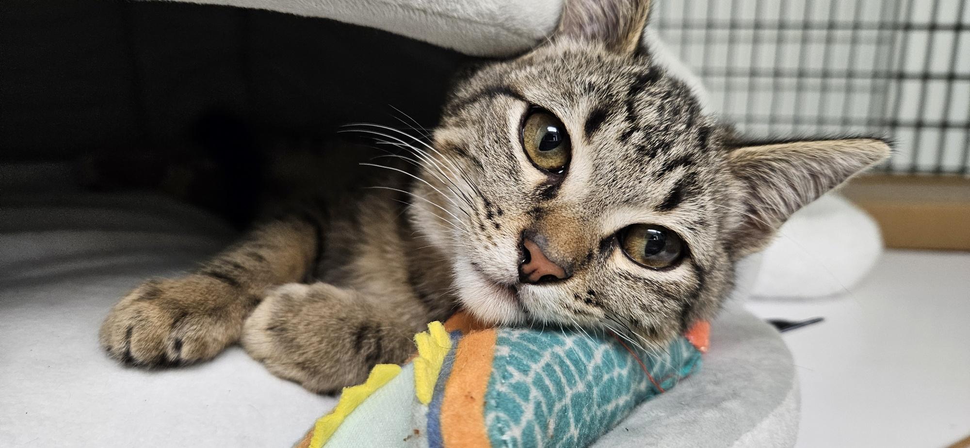 Enlarge Harvey, an adopted mixed breed in Hermosa Beach, CA image 3/6
