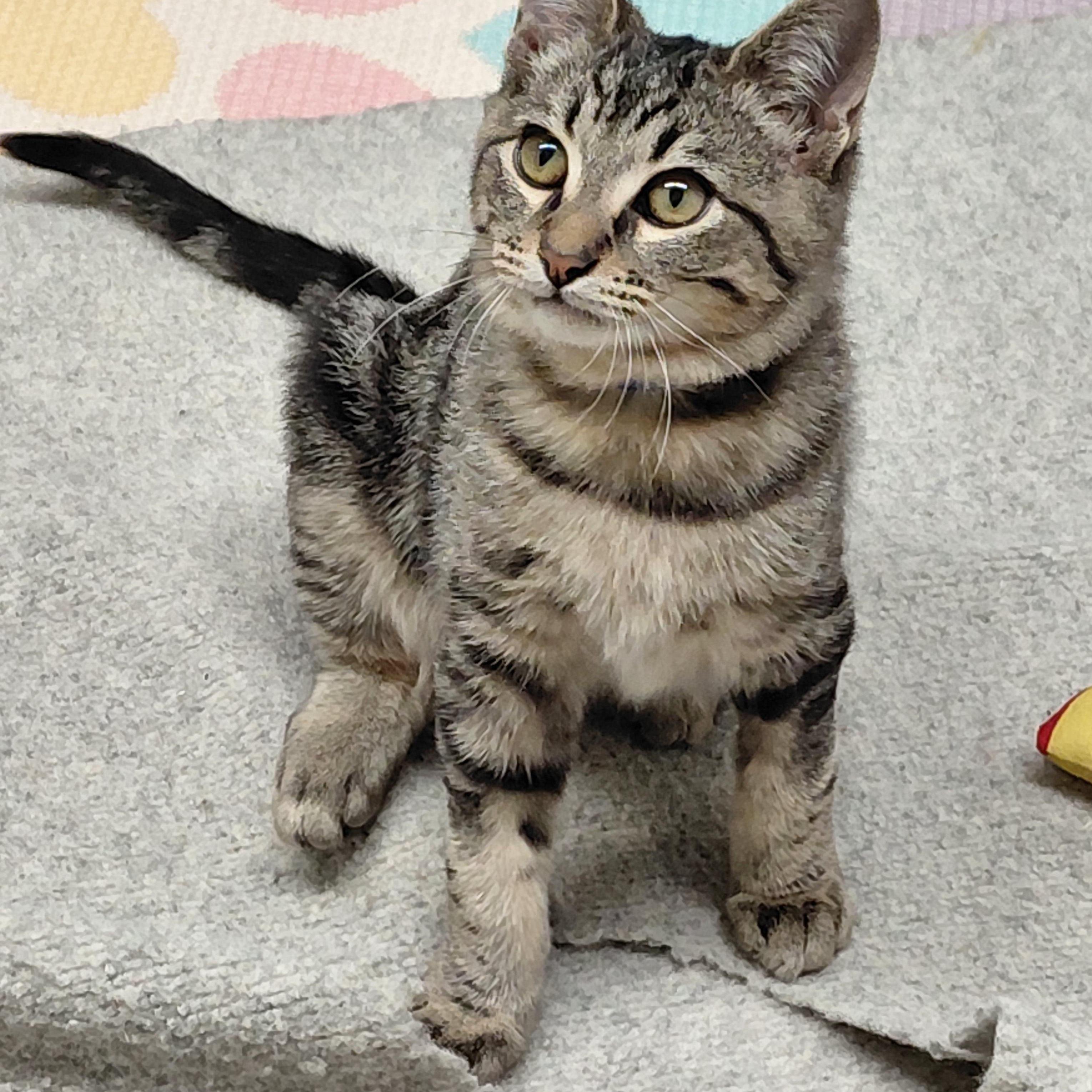 Enlarge Harvey, an adopted mixed breed in Hermosa Beach, CA image 6/6