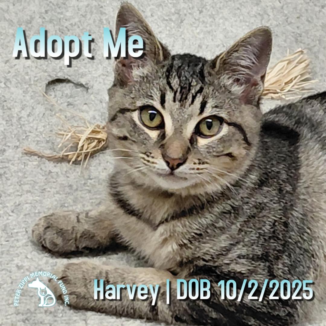 Harvey, ADOPTABLE, Kitten Male Tabby & Domestic Short Hair.