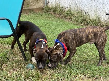 Ricky $50, Adoptable, Young Male Mixed Breed & Mixed Breed.