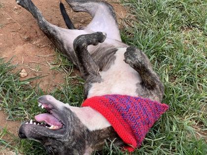 Enlarge Ricky $50, a Adoptable mixed breed in Seneca, SC image 2/3