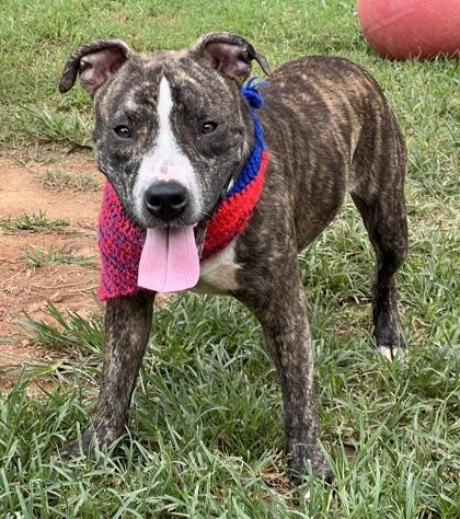 Enlarge Ricky $50, a Adoptable mixed breed in Seneca, SC image 3/3
