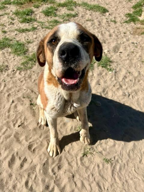 LACY, Adoptable, Young Female Saint Bernard.