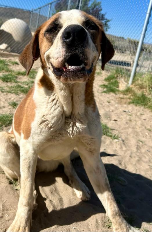 LACY, an adoptable Saint Bernard in Sparks, NV, 89436 | Photo Image 3