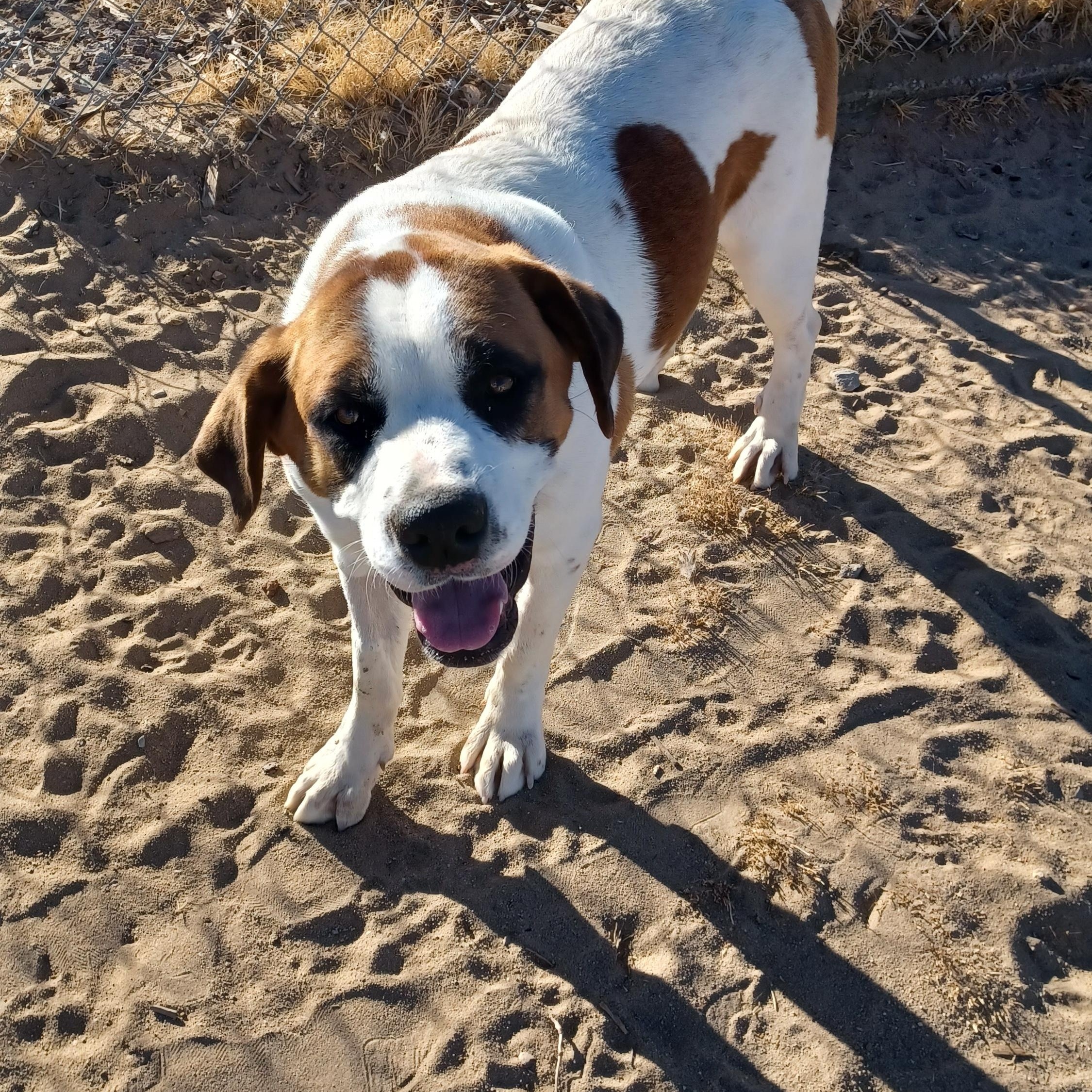 LACY, a Adoptable mixed breed in Sparks, NV image 3/5