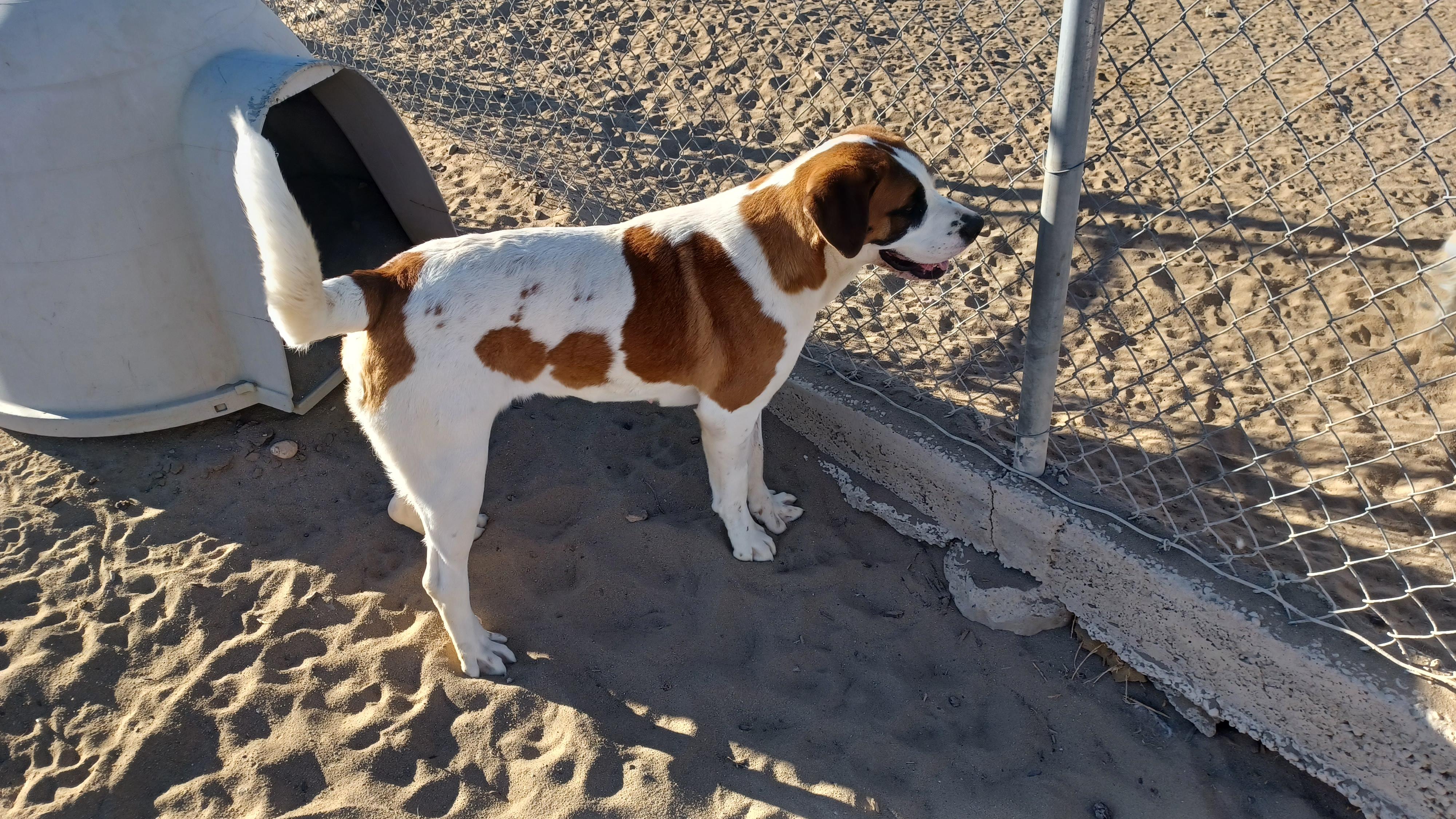 LACY, a Adoptable mixed breed in Sparks, NV image 4/5