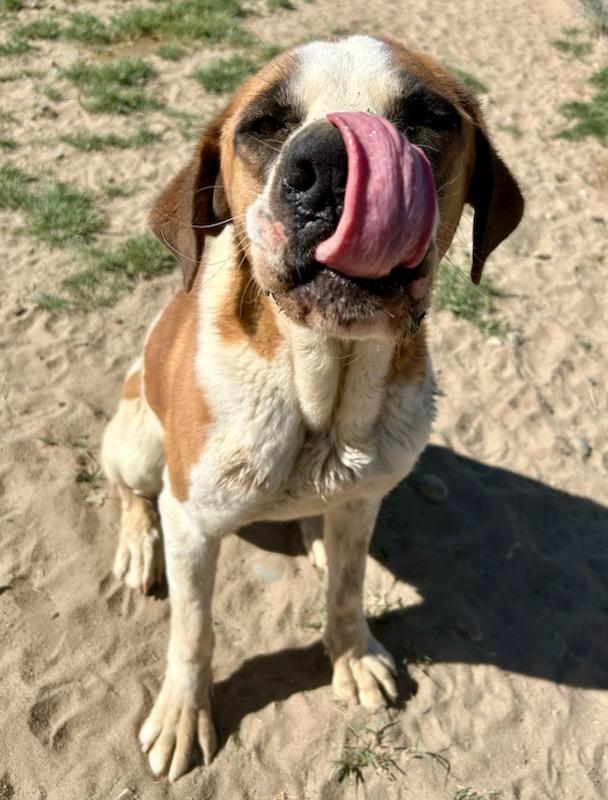 LACY, an adoptable Saint Bernard in Sparks, NV, 89436 | Photo Image 5