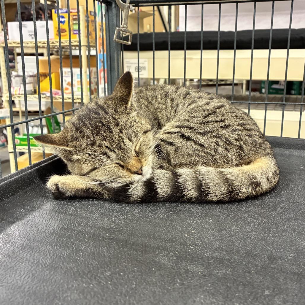 Enlarge Maggie, a Adoptable Domestic Short Hair in Hamilton, GA image 1/4