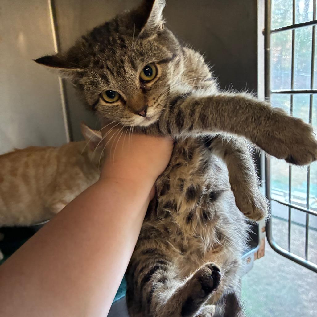 Enlarge Maggie, a Adoptable Domestic Short Hair in Hamilton, GA image 2/4