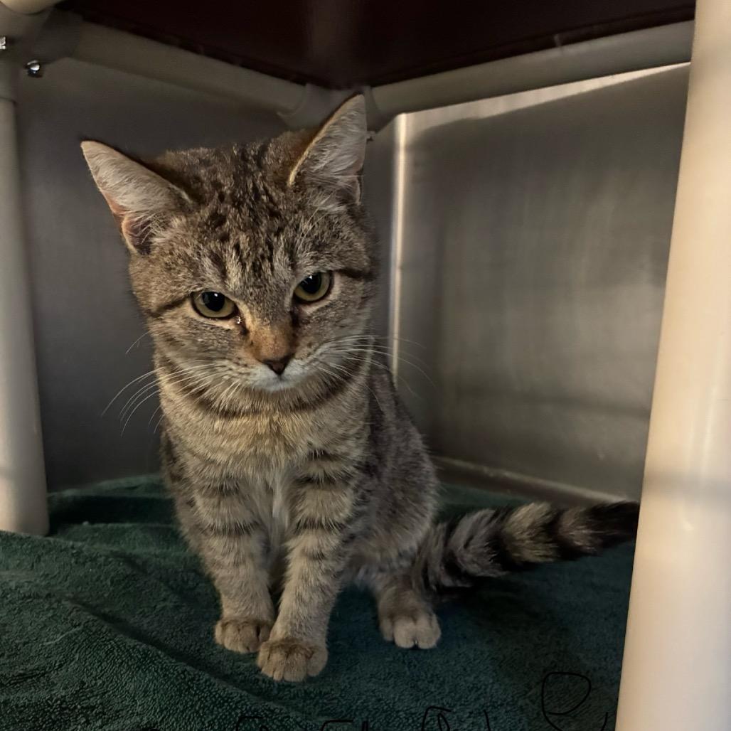 Enlarge Maggie, a Adoptable Domestic Short Hair in Hamilton, GA image 3/4