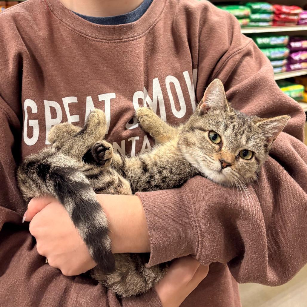 Enlarge Maggie, a Adoptable Domestic Short Hair in Hamilton, GA image 4/4