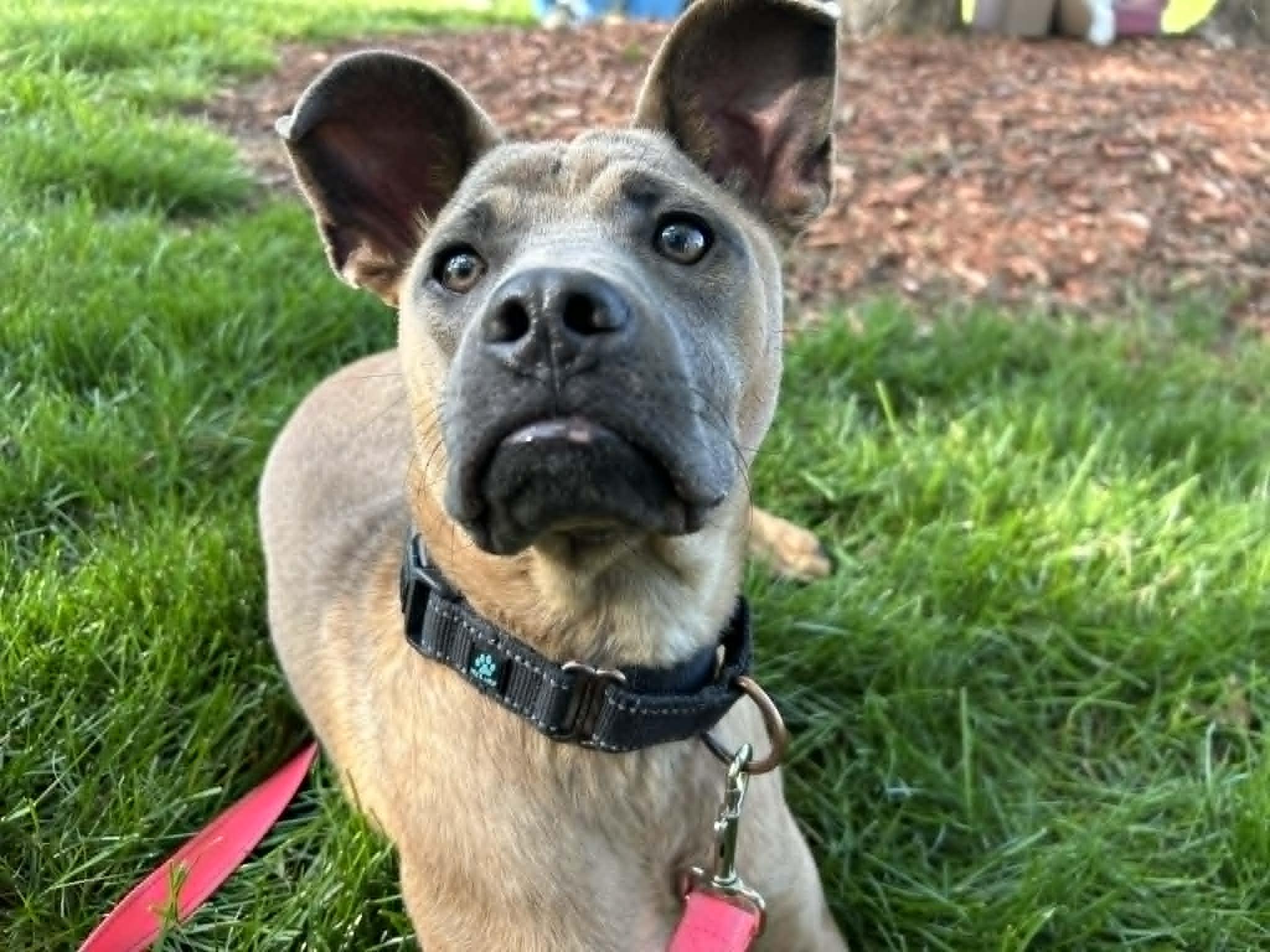 Cactus, Adoptable, Young Male Boston Terrier.