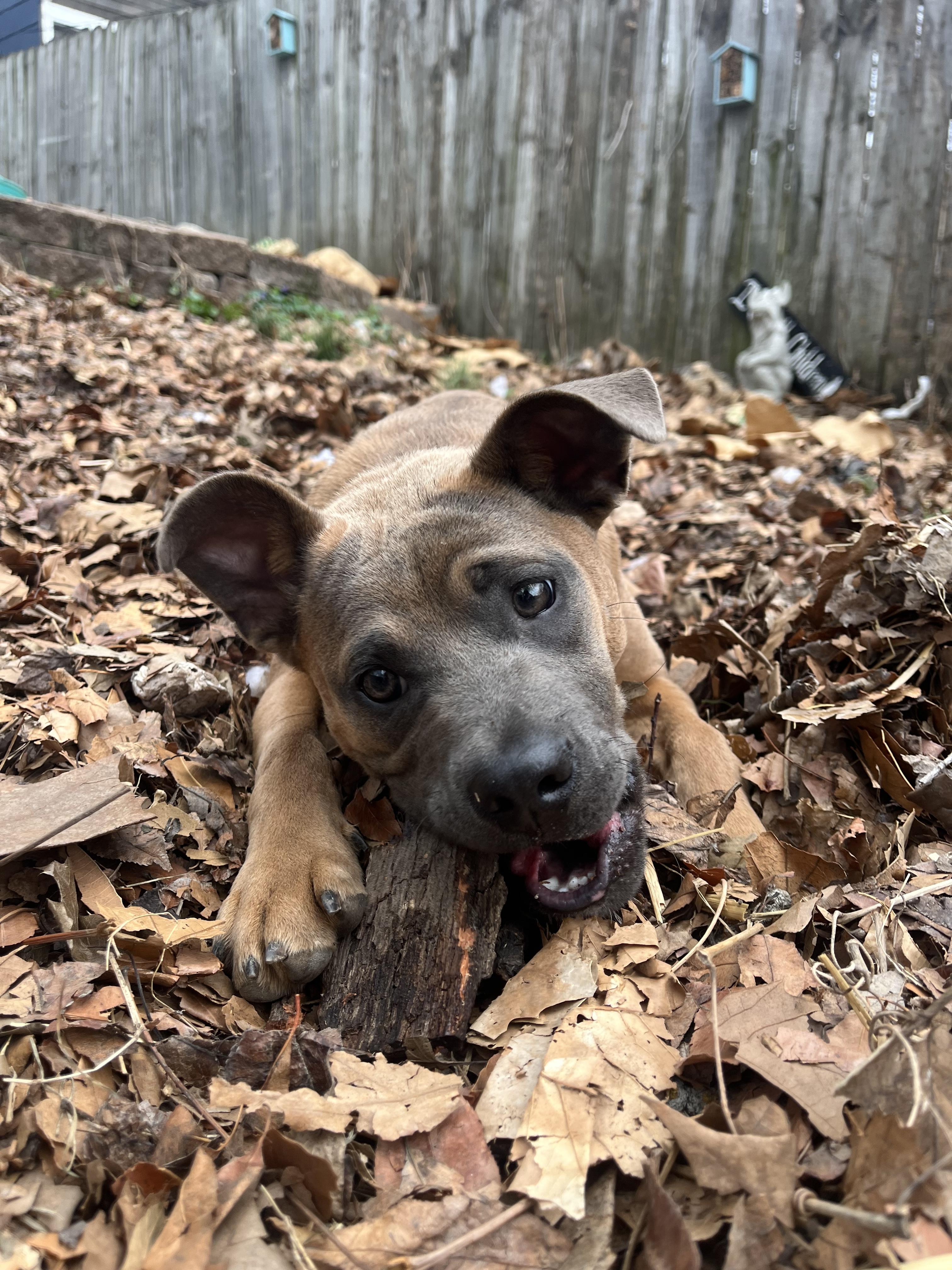 Enlarge Cactus, a Adoptable mixed breed in Kansas City, MO image 2/6