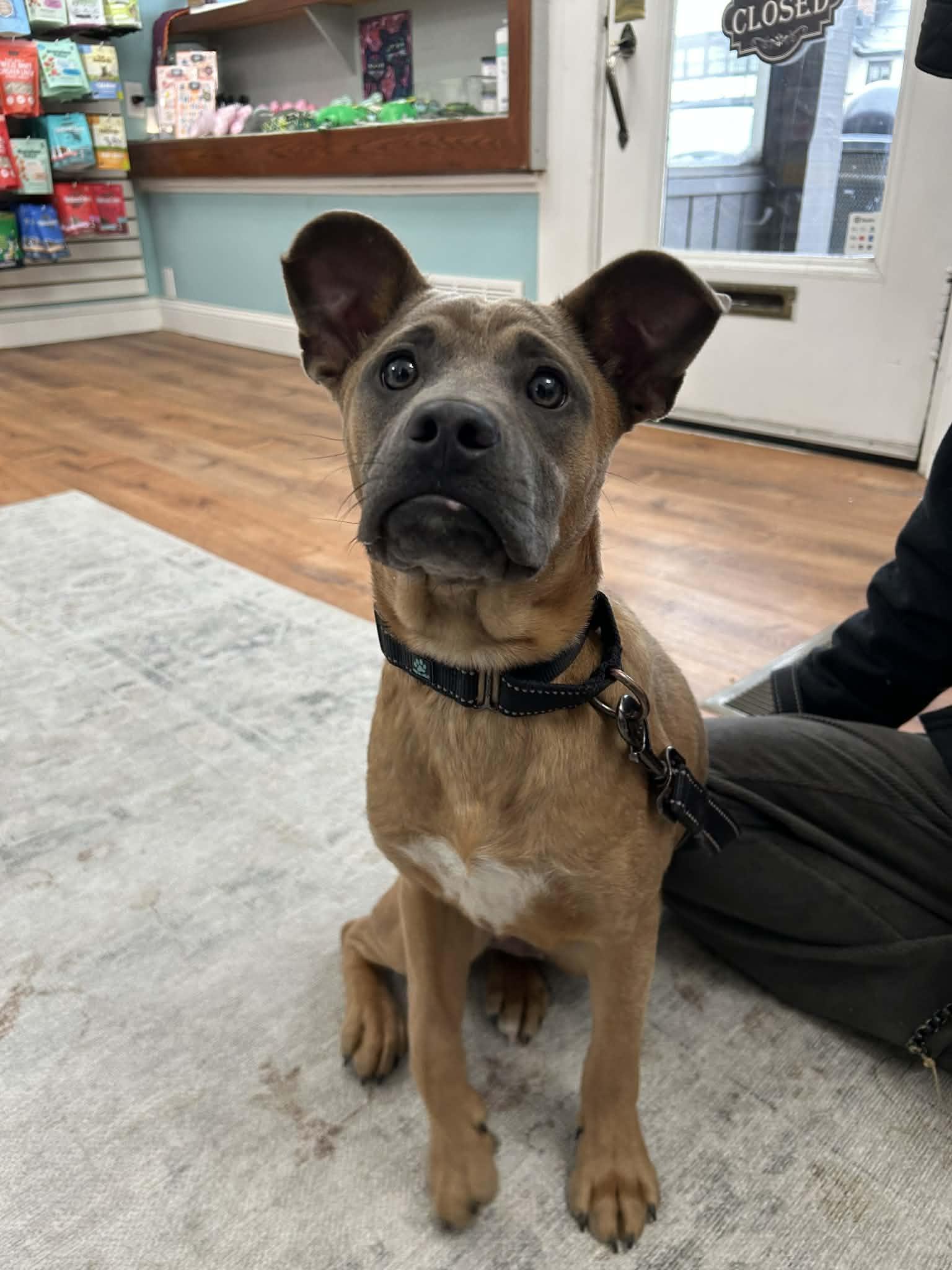 Enlarge Cactus, a Adoptable mixed breed in Kansas City, MO image 3/6