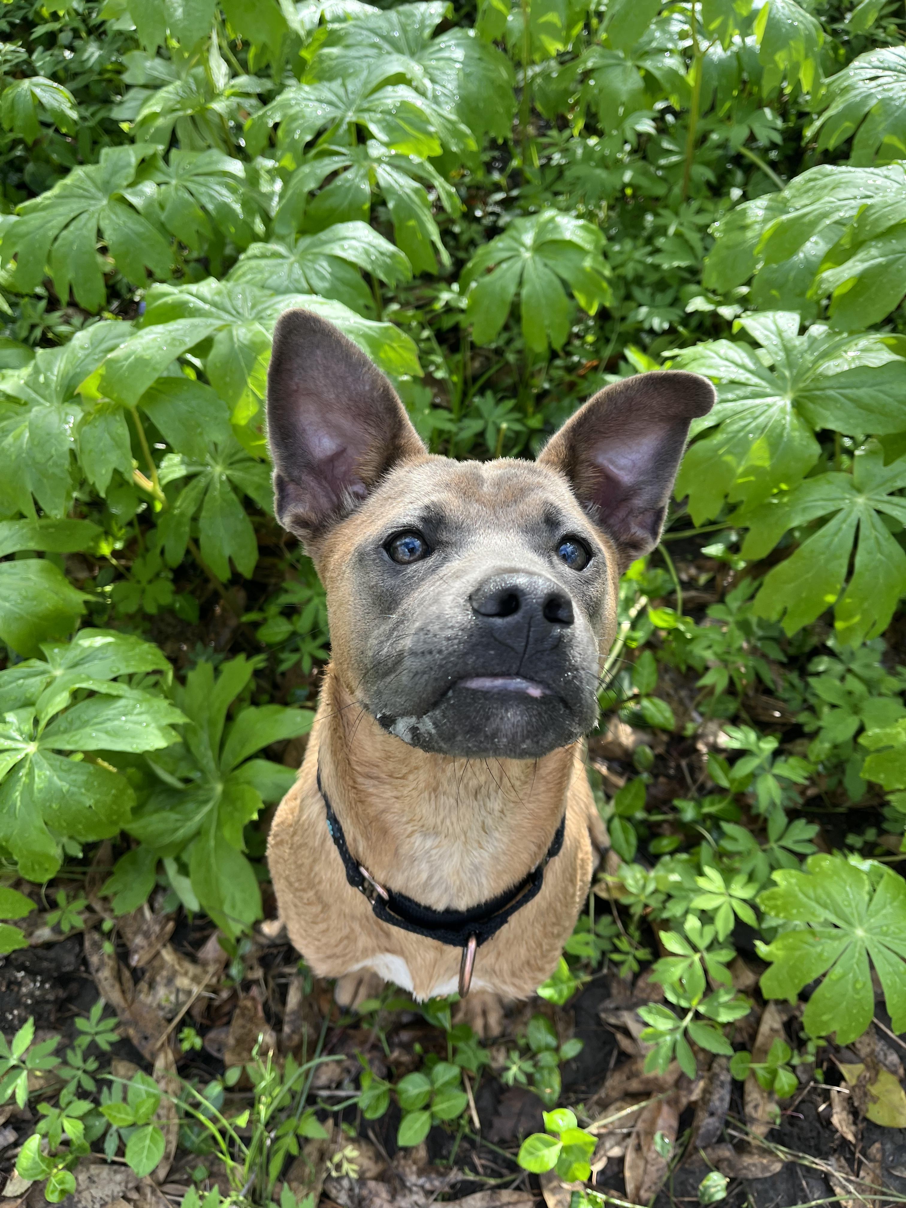 Enlarge Cactus, a Adoptable mixed breed in Kansas City, MO image 4/6